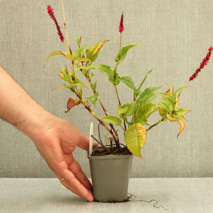 Amostra de Persicaria amplexicaulis Amethyst Summer Vaso de 8/9 cm tal como entregue no verão