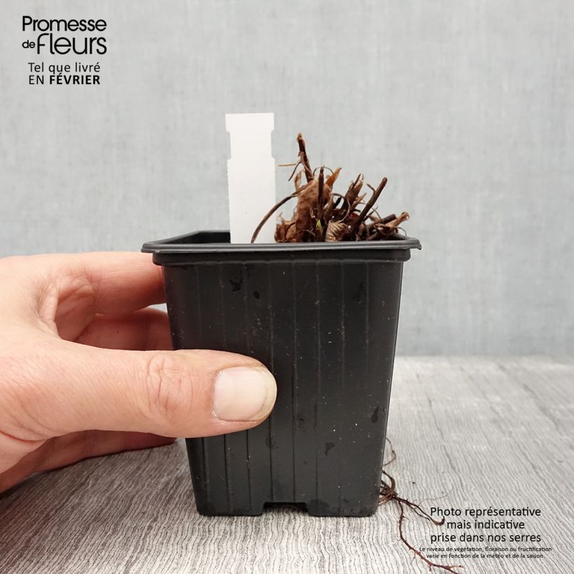 Amostra de Persicaria amplexicaulis Amethyst Summer Vaso de 8/9 cm tal como entregue no inverno