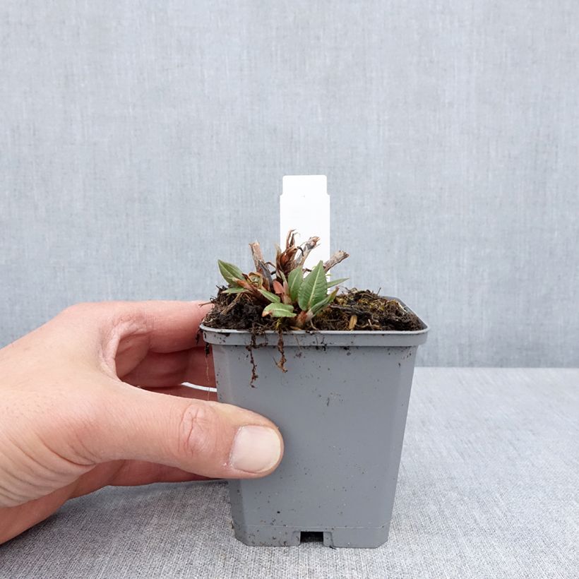 Amostra de Persicaria amplexicaulis Amethyst Summer Vaso de 8/9 cm tal como entregue na primavera