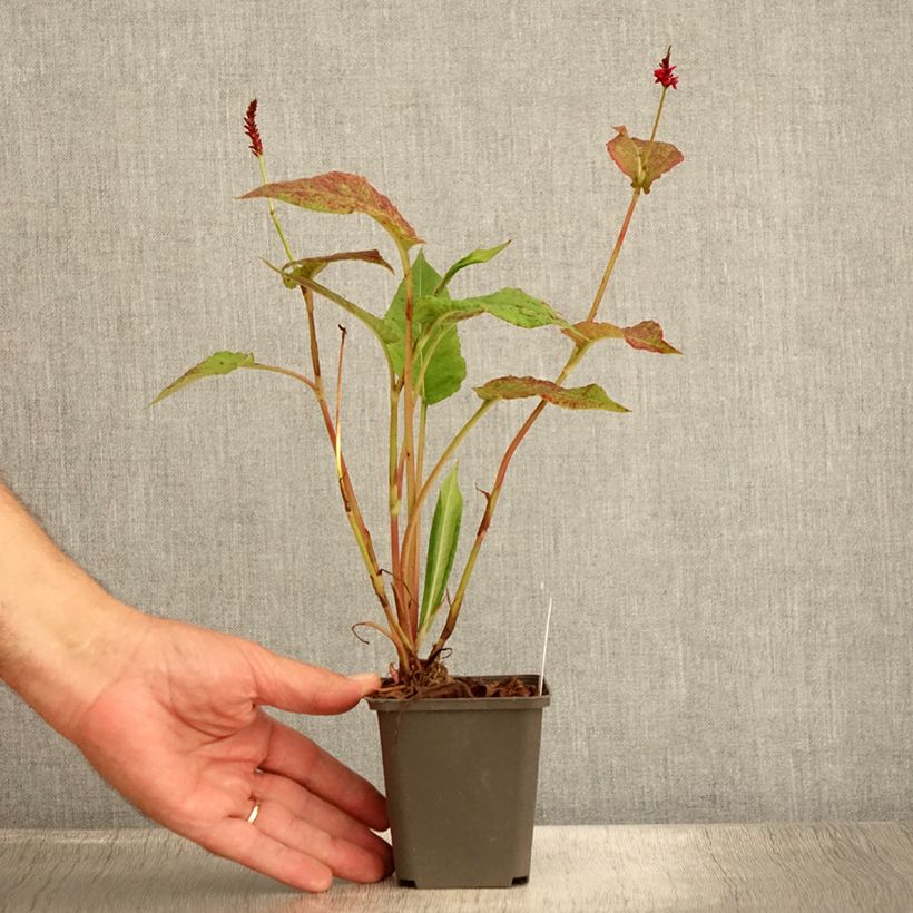 Amostra de Persicaria amplexicaulis Black Dreams Vaso de 8/9 cm tal como entregue no verão