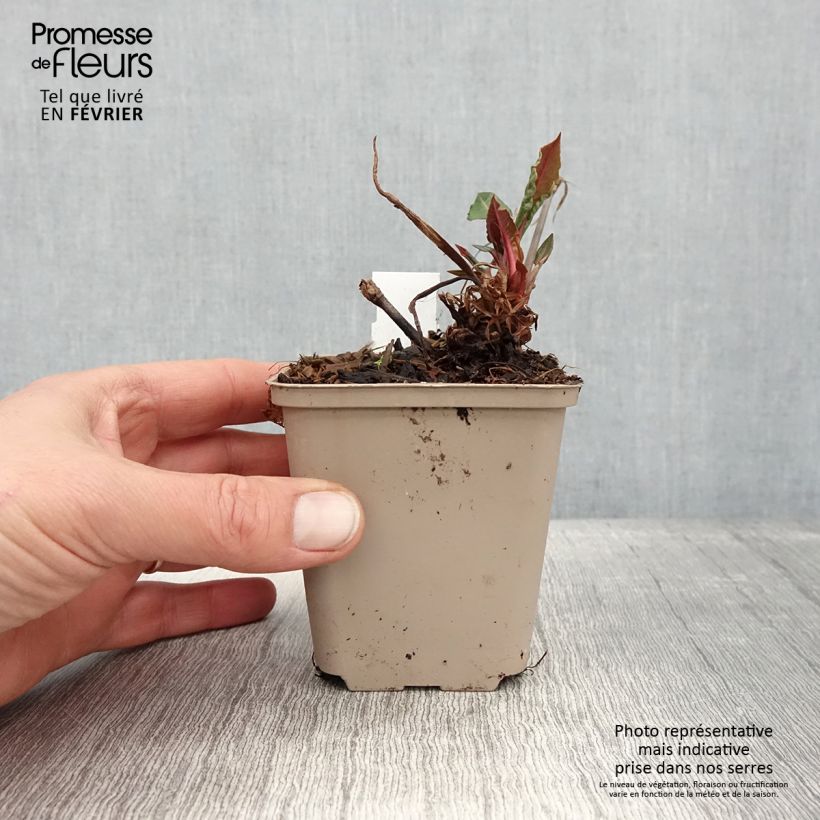 Amostra de Persicaria amplexicaulis Black Dreams Vaso de 8/9 cm tal como entregue no inverno