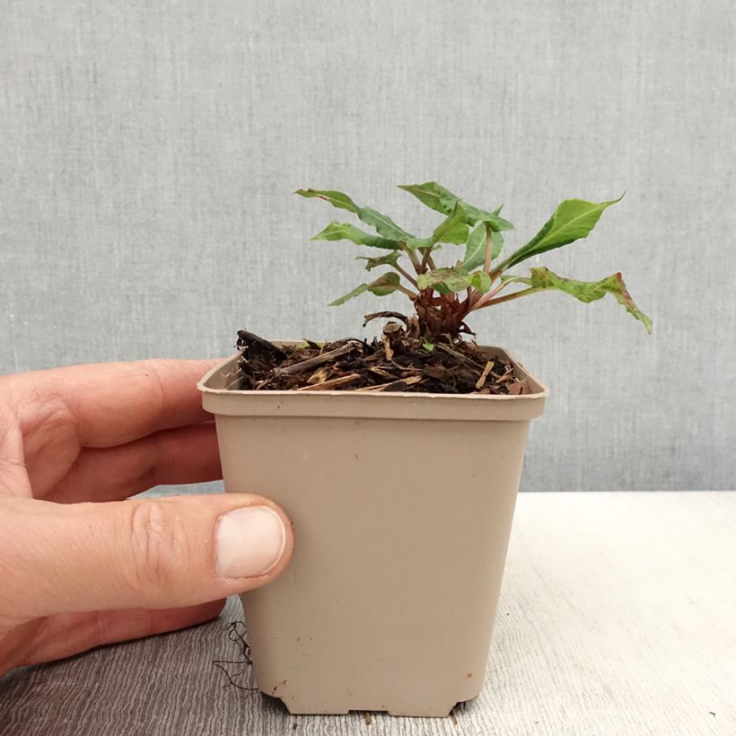 Amostra de Persicaria amplexicaulis Black Dreams Vaso de 8/9 cm tal como entregue na primavera