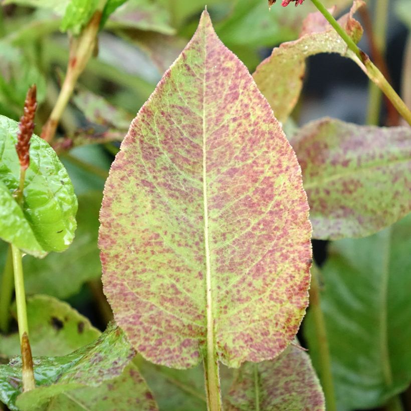 Persicaria amplexicaulis Black Dreams (Folhagem)