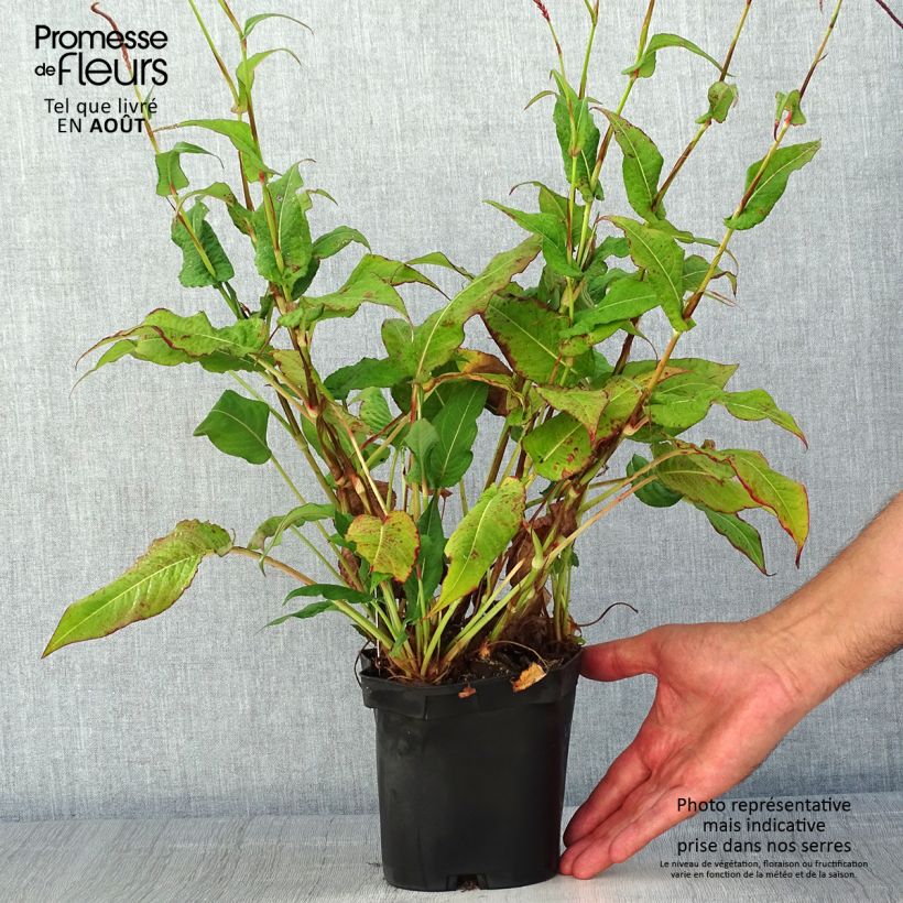 Amostra de Persicaria amplexicaulis Blackfield Vaso de 2 L/3 L tal como entregue no verão