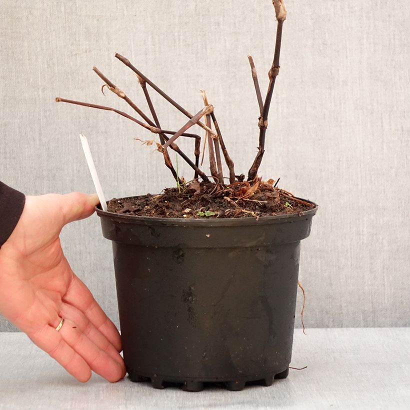 Amostra de Renouée - Persicaria amplexicaulis Blackfield Vaso de 2 L/3 L tal como entregue no inverno