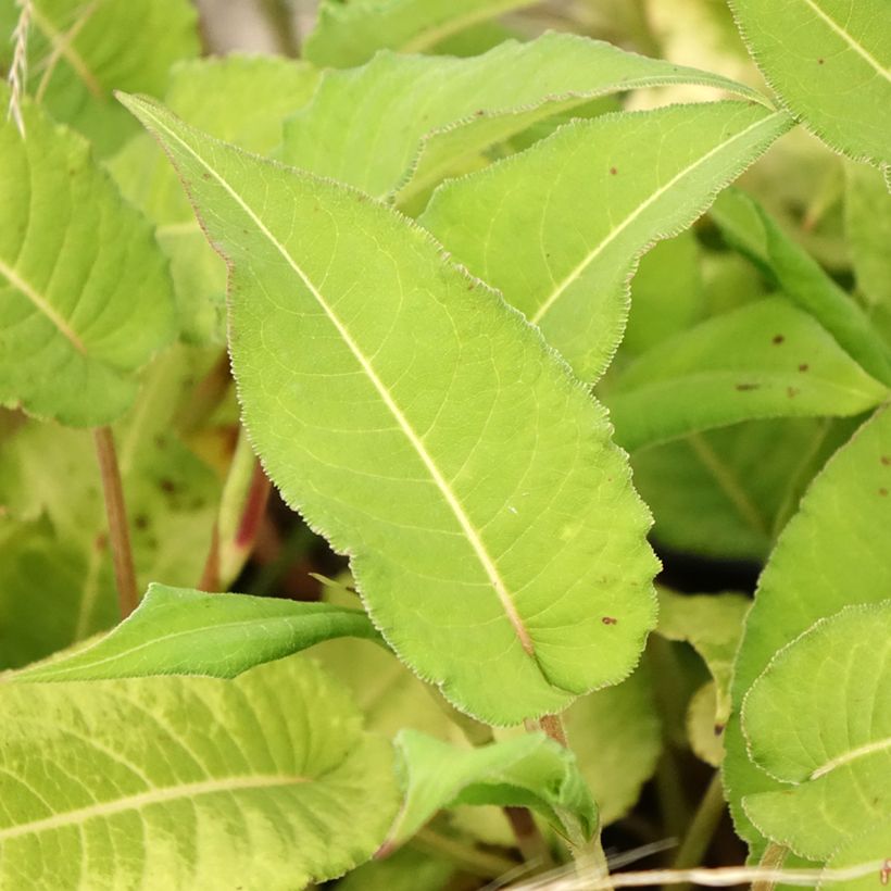 Persicaria amplexicaulis Bloody Mary (Folhagem)