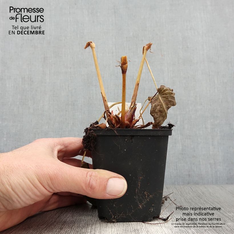 Amostra de Persicaria amplexicaulis Bloody Mary Vaso de 8/9 cm tal como entregue no outono