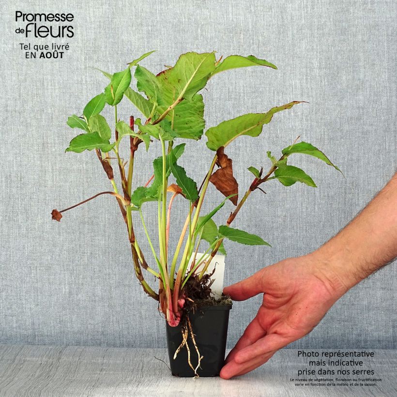 Amostra de Persicaria amplexicaulis Bloody Mary Vaso de 8/9 cm tal como entregue no verão
