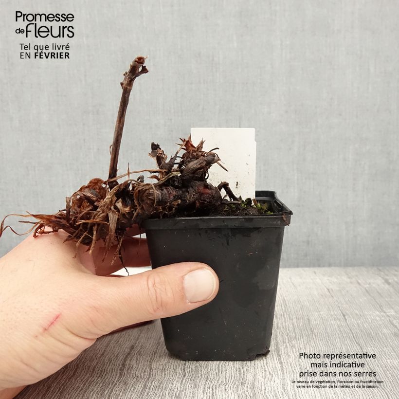 Amostra de Renouée - Persicaria amplexicaulis Bloody Mary Vaso de 8/9 cm tal como entregue no inverno