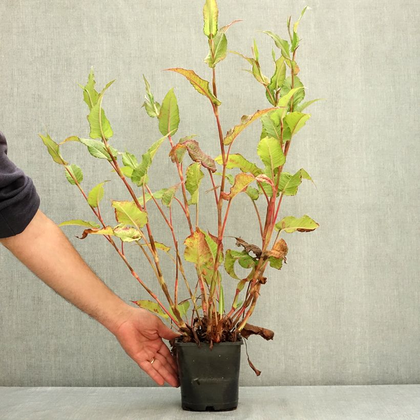 Amostra de Persicaria amplexicaulis Bloody Mary Vaso de 2 L/3 L tal como entregue no verão