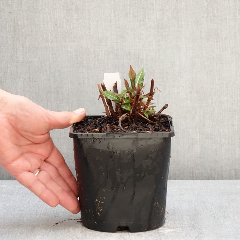 Amostra de Persicaria amplexicaulis Bloody Mary Vaso de 2 L/3 L tal como entregue no inverno