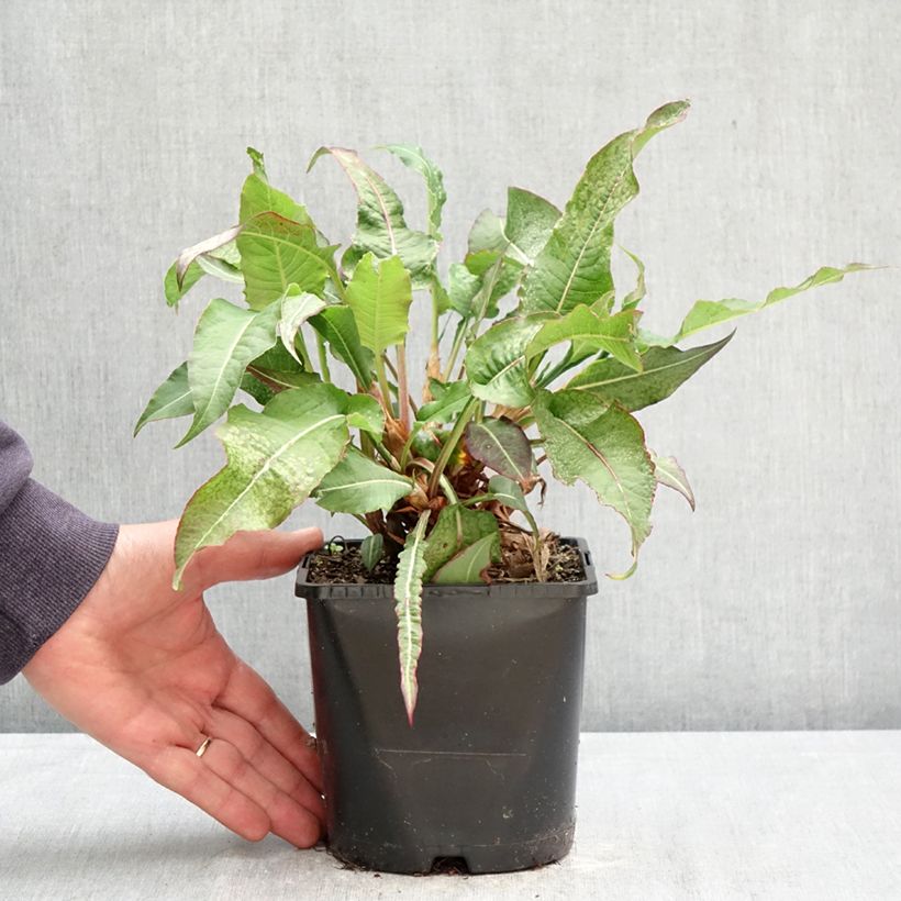 Amostra de Persicaria amplexicaulis Bloody Mary Vaso de 2 L/3 L tal como entregue na primavera
