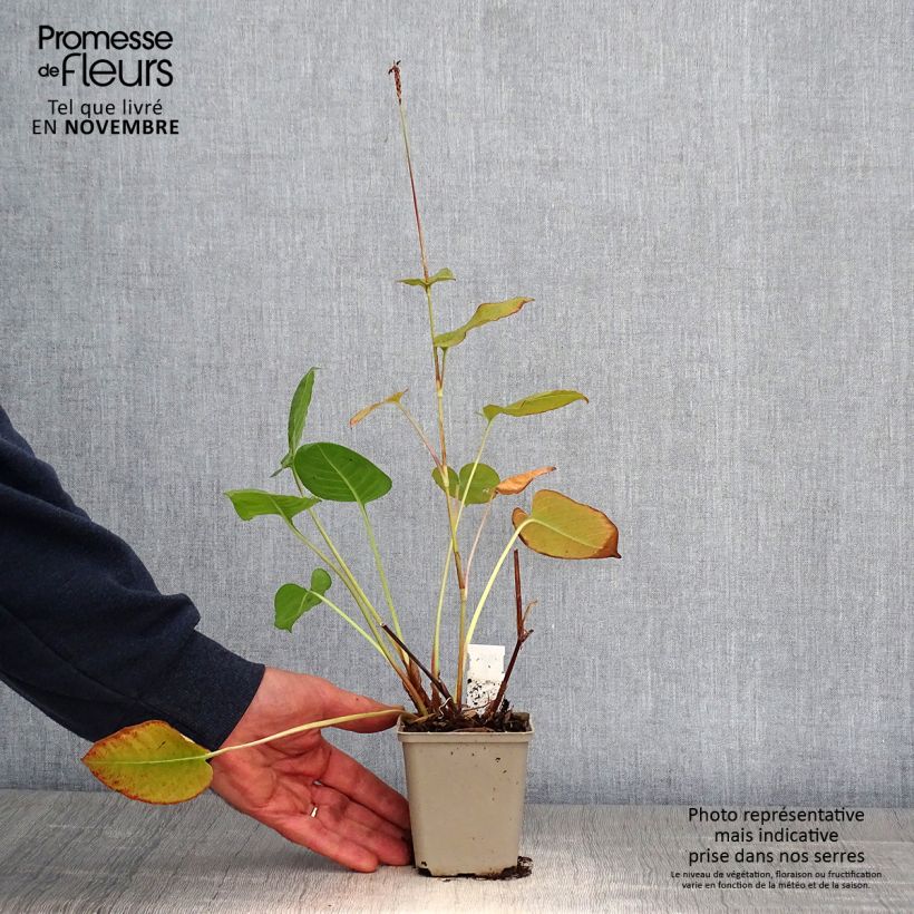 Amostra de Persicaria amplexicaulis Dikke Floskes Vaso de 8/9 cm tal como entregue no outono