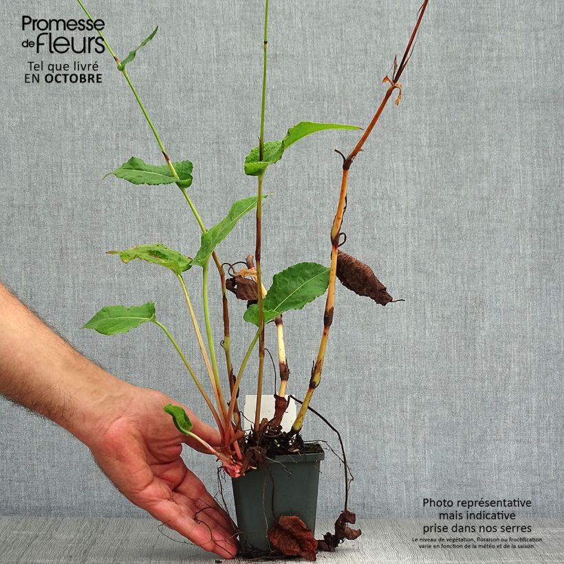 Amostra de Persicaria amplexicaulis Fat Domino Vaso de 8/9 cm tal como entregue no outono