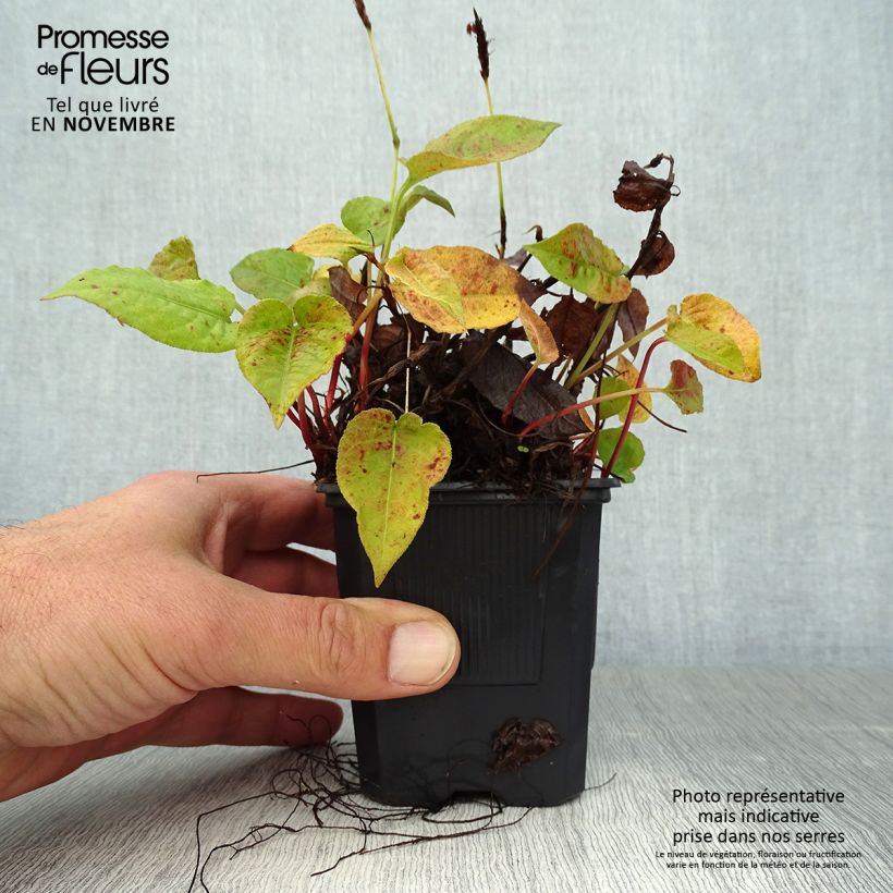 Amostra de Persicaria amplexicaulis Golden Arrow Vaso de 8/9 cm tal como entregue no outono