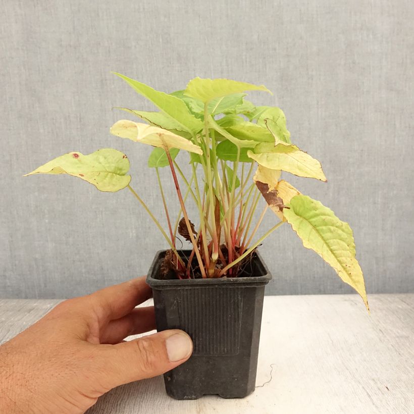 Amostra de Persicaria amplexicaulis Golden Arrow Vaso de 8/9 cm tal como entregue no verão