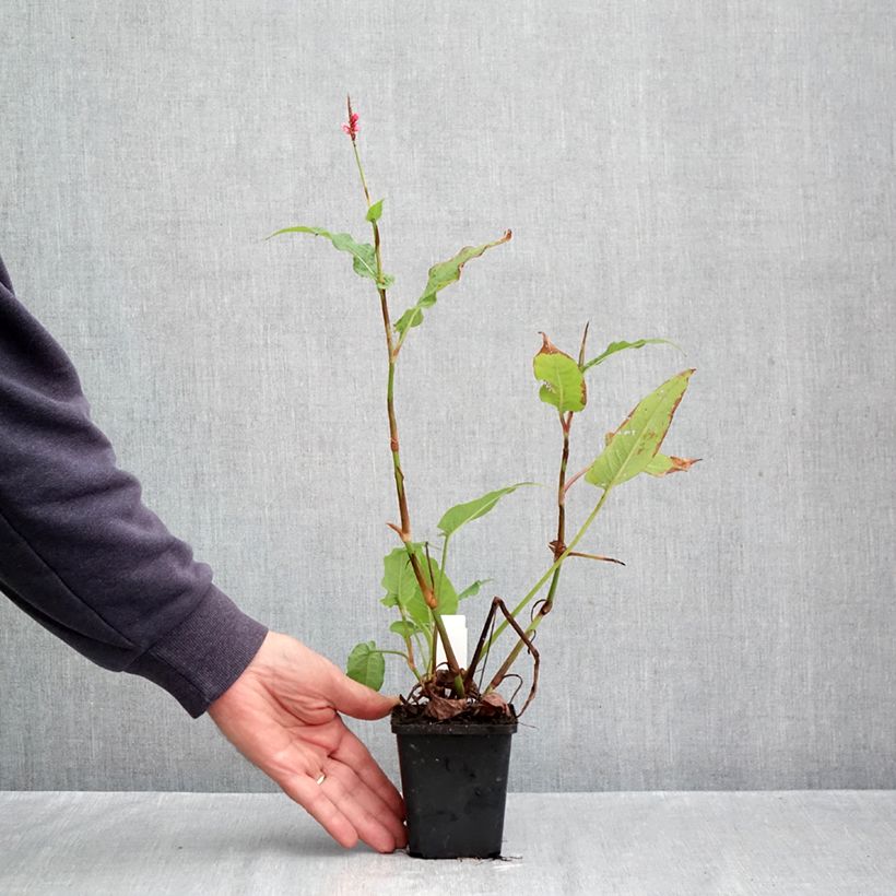 Amostra de Persicaria amplexicaulis High Society Vaso de 8/9 cm tal como entregue no outono