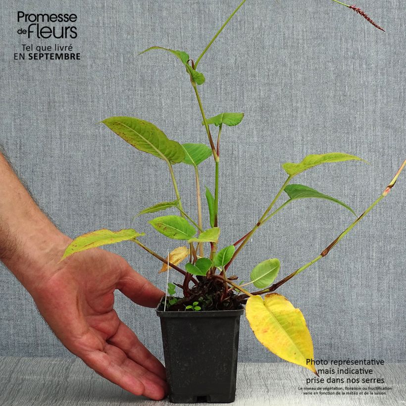 Amostra de Persicaria amplexicaulis High Society Vaso de 8/9 cm tal como entregue no verão