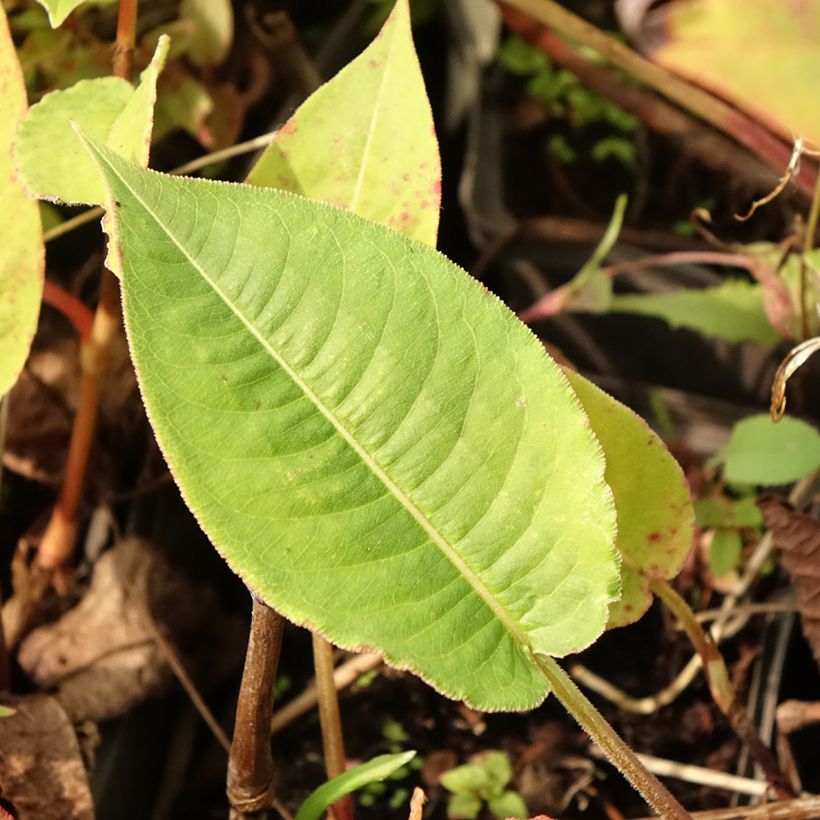 Persicaria amplexicaulis High Society (Folhagem)