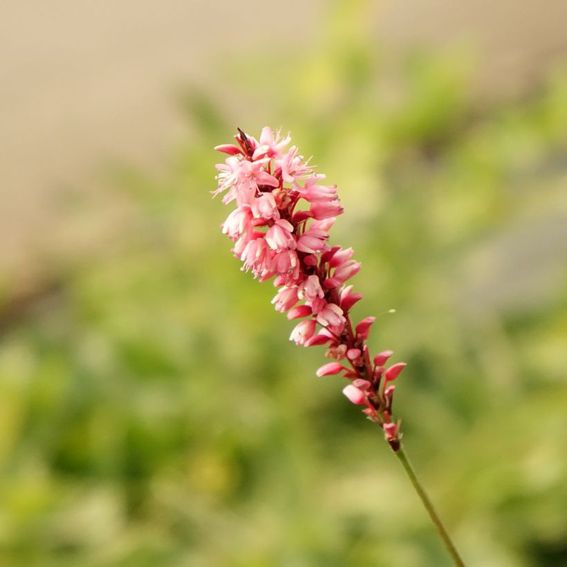 Persicaria amplexicaulis High Society (Floração)
