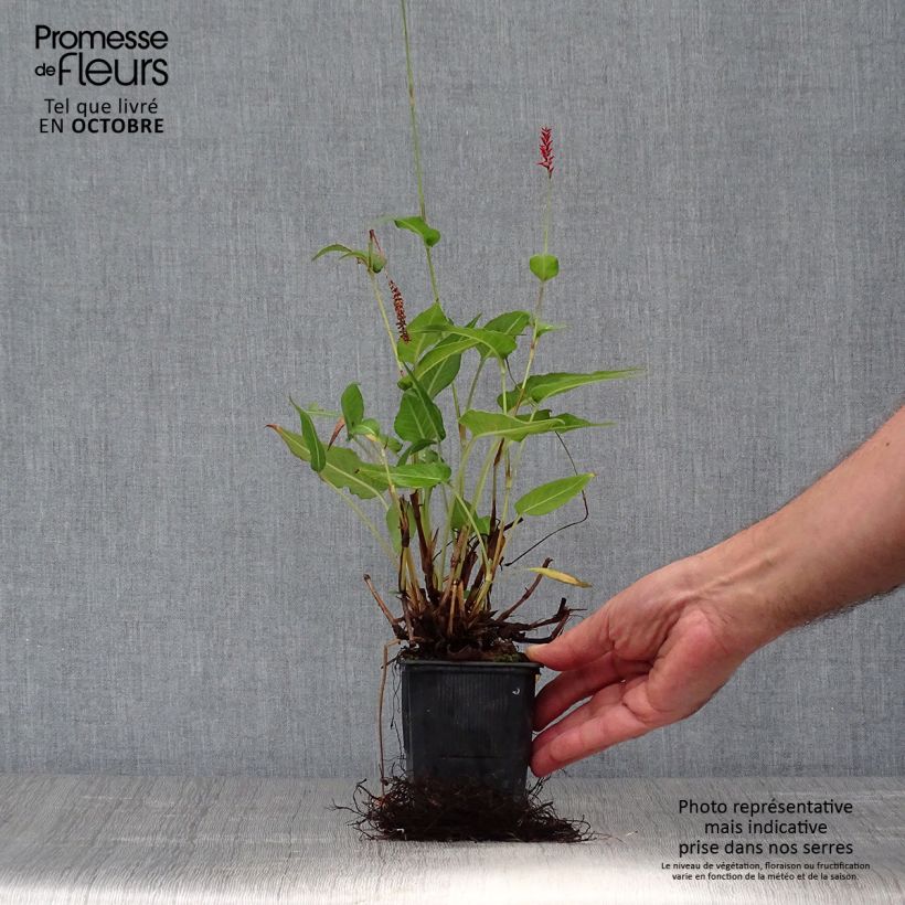 Amostra de Persicaria amplexicaulis Orange Field Vaso de 7/8 cm tal como entregue no outono