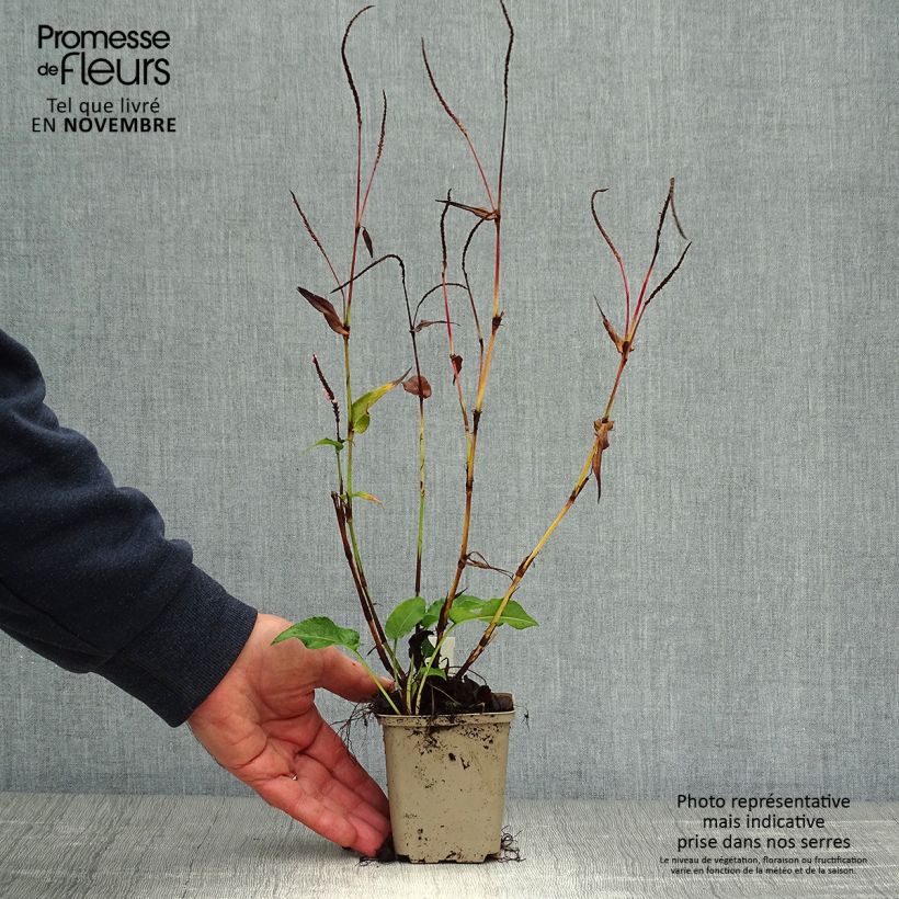 Amostra de Persicaria amplexicaulis Pink Elephant Vaso de 8/9 cm tal como entregue no outono