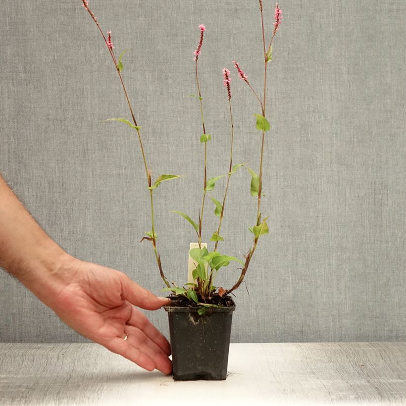 Amostra de Persicaria amplexicaulis Pink Elephant Vaso de 8/9 cm tal como entregue no verão