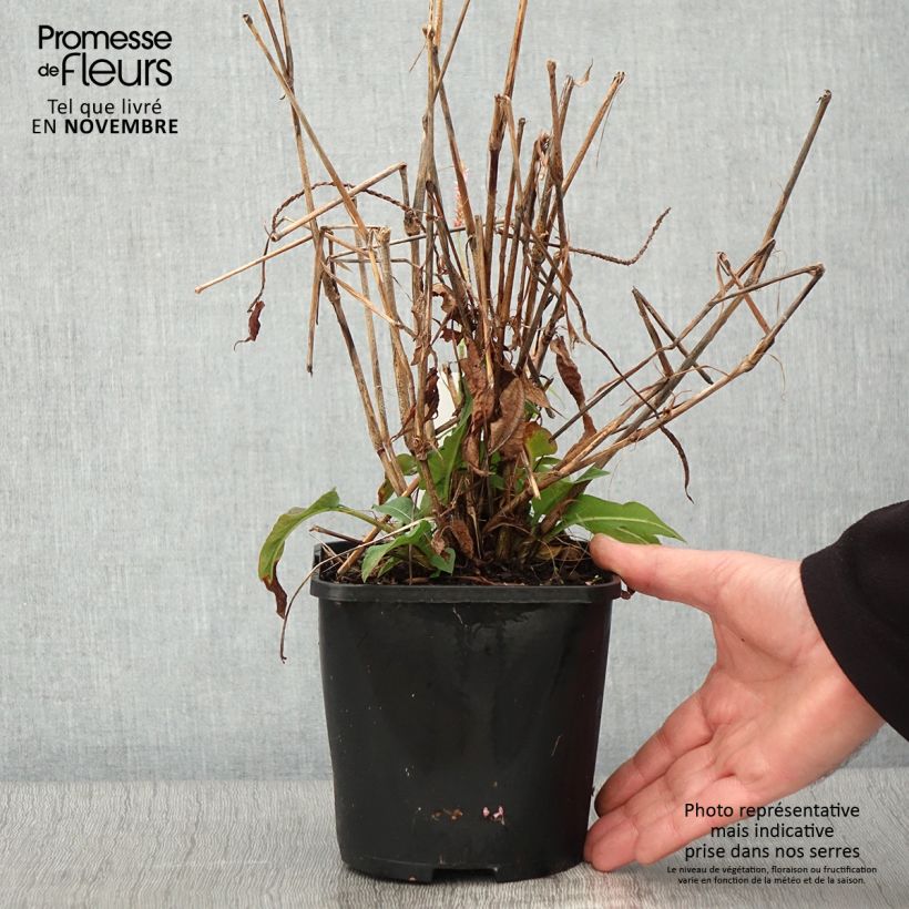 Amostra de Persicaria amplexicaulis Pink Elephant Vaso de 1,5 L/2 L tal como entregue no outono