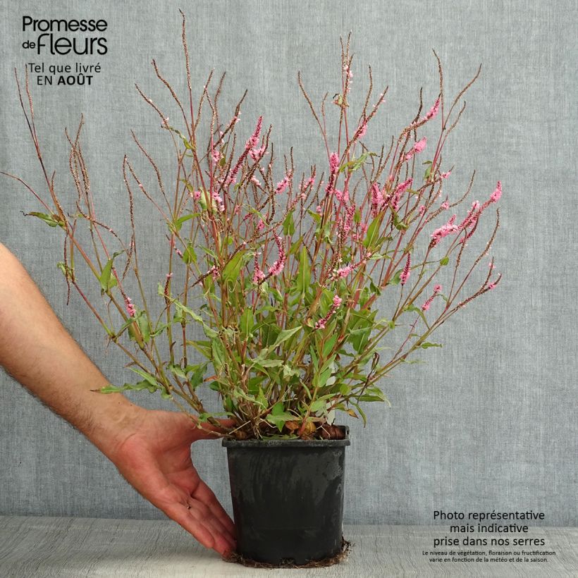 Amostra de Persicaria amplexicaulis Pink Elephant Vaso de 1,5 L/2 L tal como entregue no verão