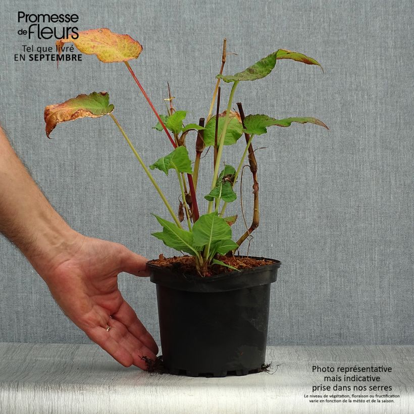 Amostra de Persicaria amplexicaulis Rosea Vaso de 2 L/3 L tal como entregue no outono