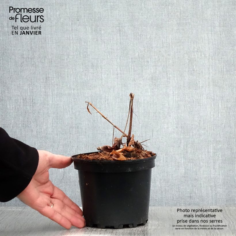 Amostra de Persicaria amplexicaulis Rosea Vaso de 2 L/3 L tal como entregue no inverno