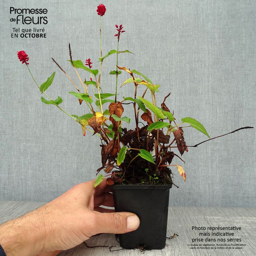 Amostra de Persicaria amplexicaulis Taurus Vaso de 8/9 cm tal como entregue no outono