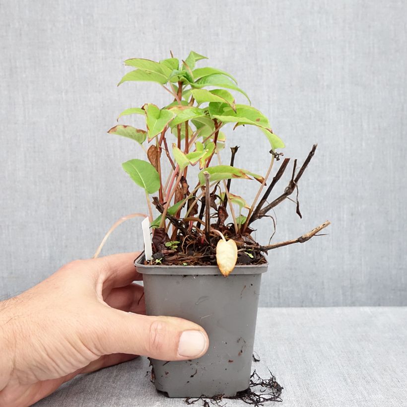 Amostra de Persicaria amplexicaulis var. pendula Vaso de 8/9 cm tal como entregue no outono