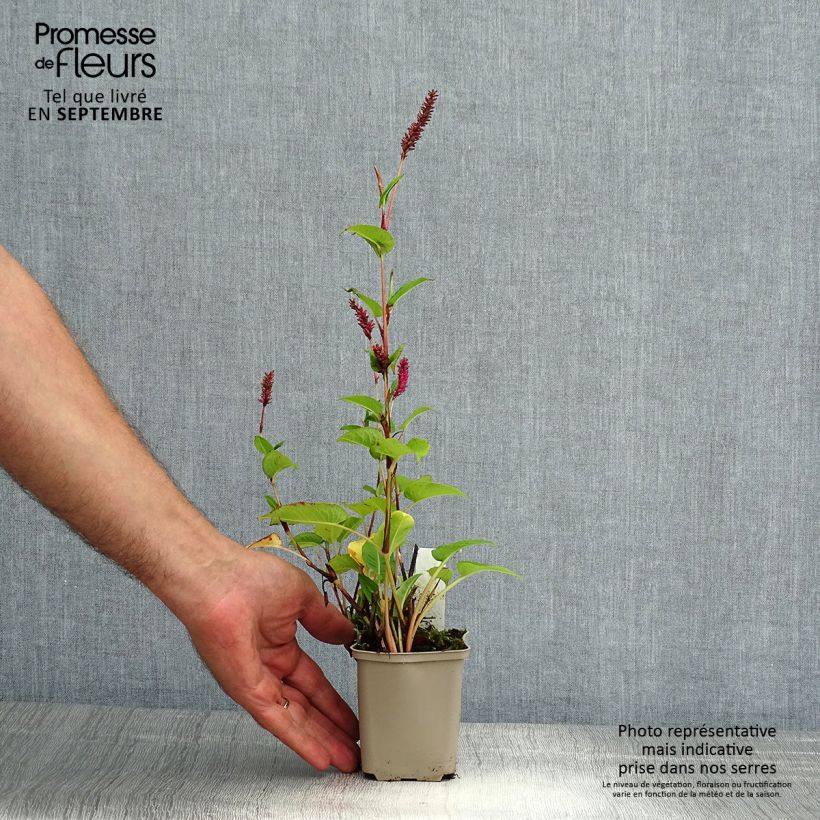 Amostra de Persicaria amplexicaulis var. pendula Vaso de 8/9 cm tal como entregue no verão