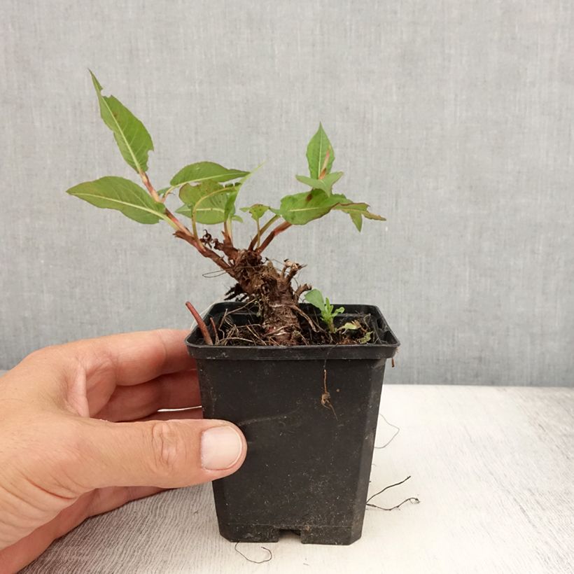 Amostra de Persicaria amplexicaulis Vesuvius Vaso de 8/9 cm tal como entregue no verão