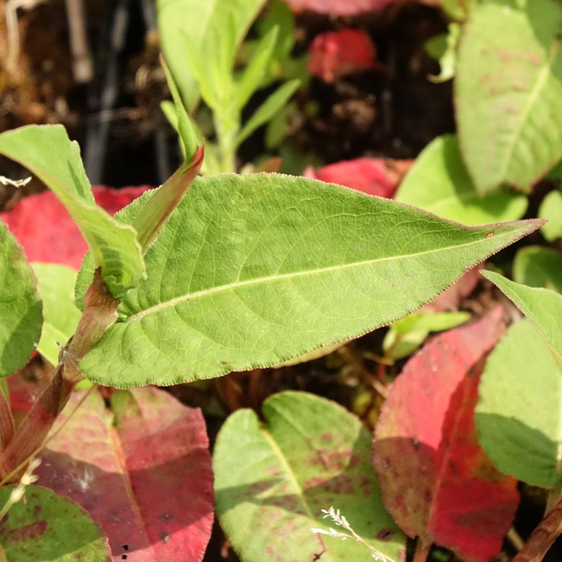 Persicaria amplexicaulis Vesuvius (Folhagem)