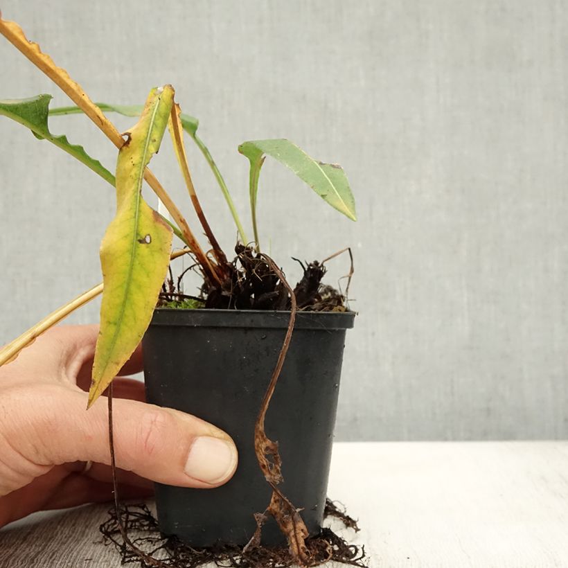 Amostra de Persicaria bistorta Hohe Tatra Vaso de 8/9 cm tal como entregue no outono