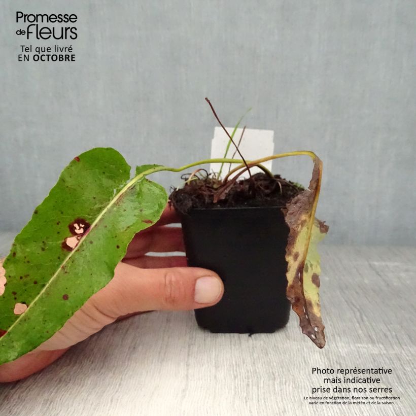 Amostra de Persicaria bistorta Superba Vaso de 8/9 cm tal como entregue no outono