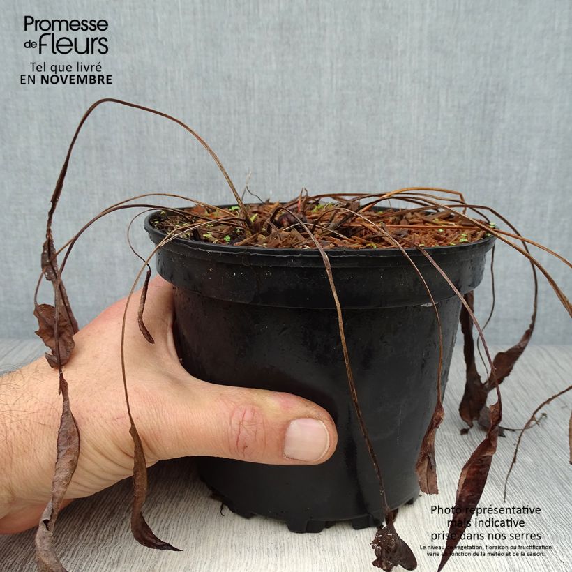 Amostra de Persicaria bistorta Superba Vaso de 2 L/3 L tal como entregue no outono