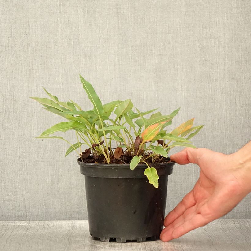 Amostra de Persicaria bistorta Superba Vaso de 2 L/3 L tal como entregue no verão