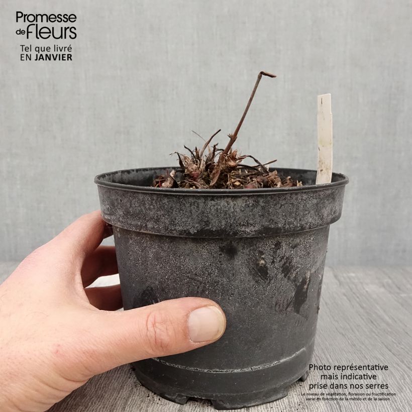 Amostra de Persicaria bistorta Superba Vaso de 2 L/3 L tal como entregue no inverno