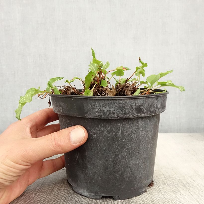 Amostra de Persicaria bistorta Superba Vaso de 2 L/3 L tal como entregue na primavera