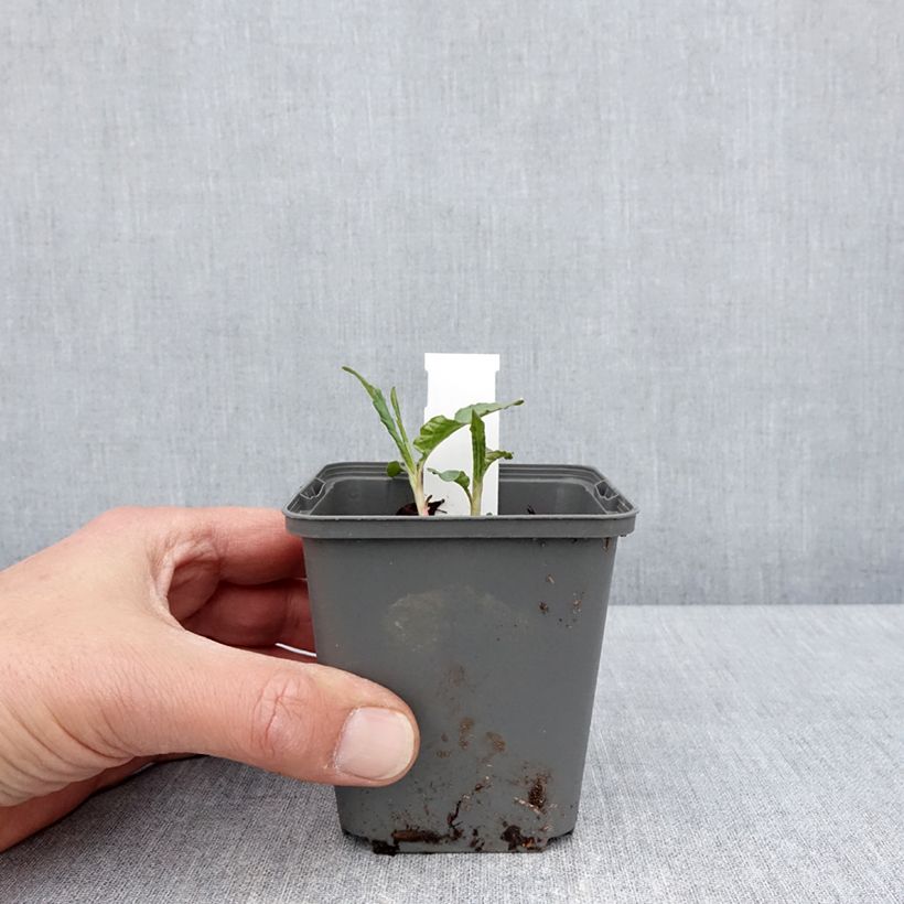 Amostra de Persicaria dshawachischwilii Vaso de 8/9 cm tal como entregue na primavera