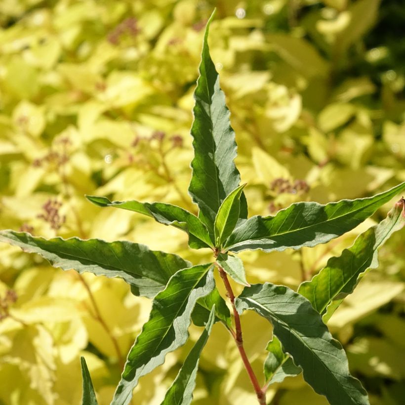 Persicaria dshawachischwilii (Folhagem)