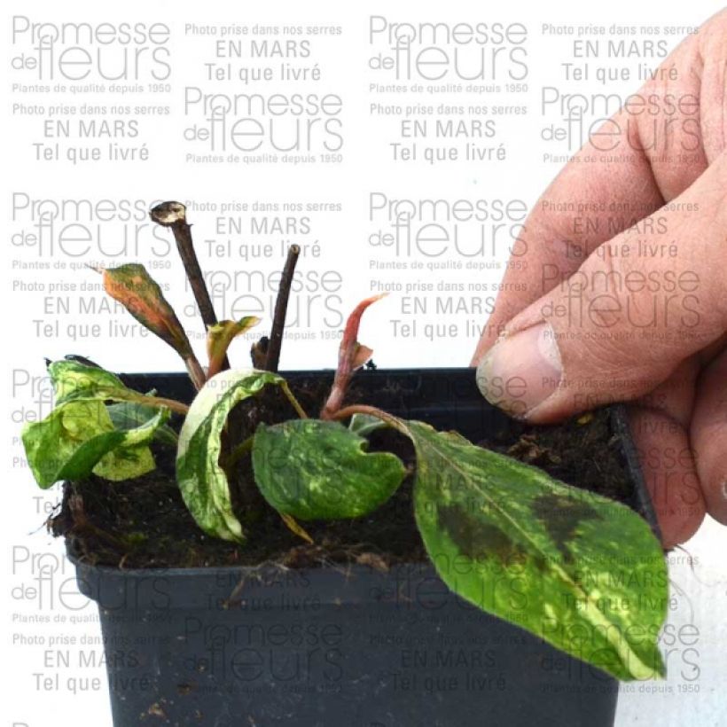 Exemplo de amostra de Renouée - Persicaria fili. Comptons Red Godet de 8/9 cm tal como entregue