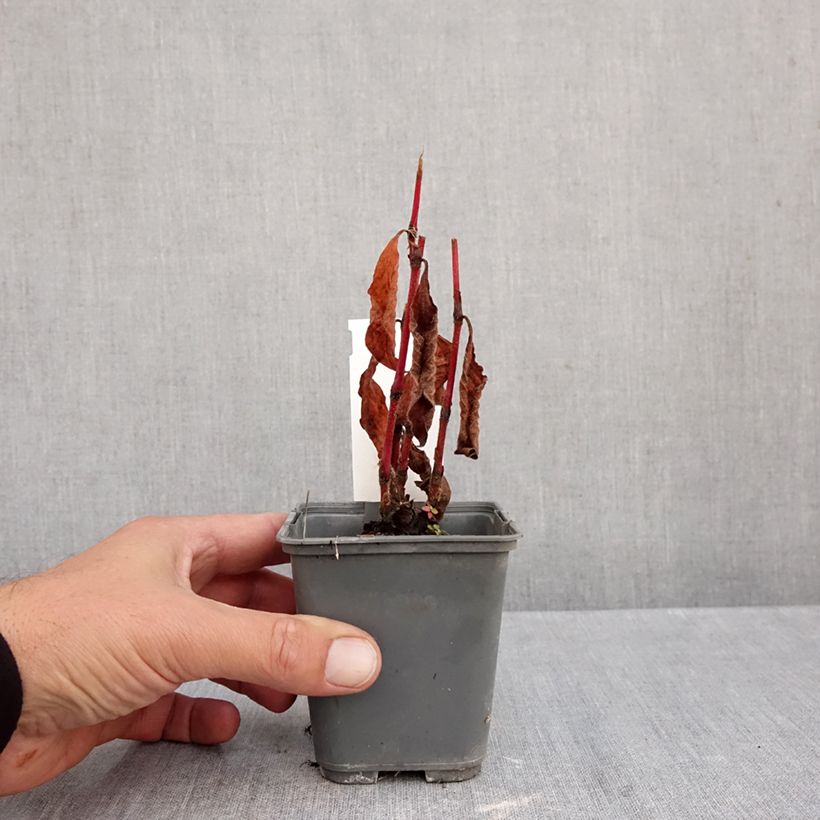 Amostra de Persicaria virginiana var. filiformis Vaso de 8/9 cm tal como entregue no outono