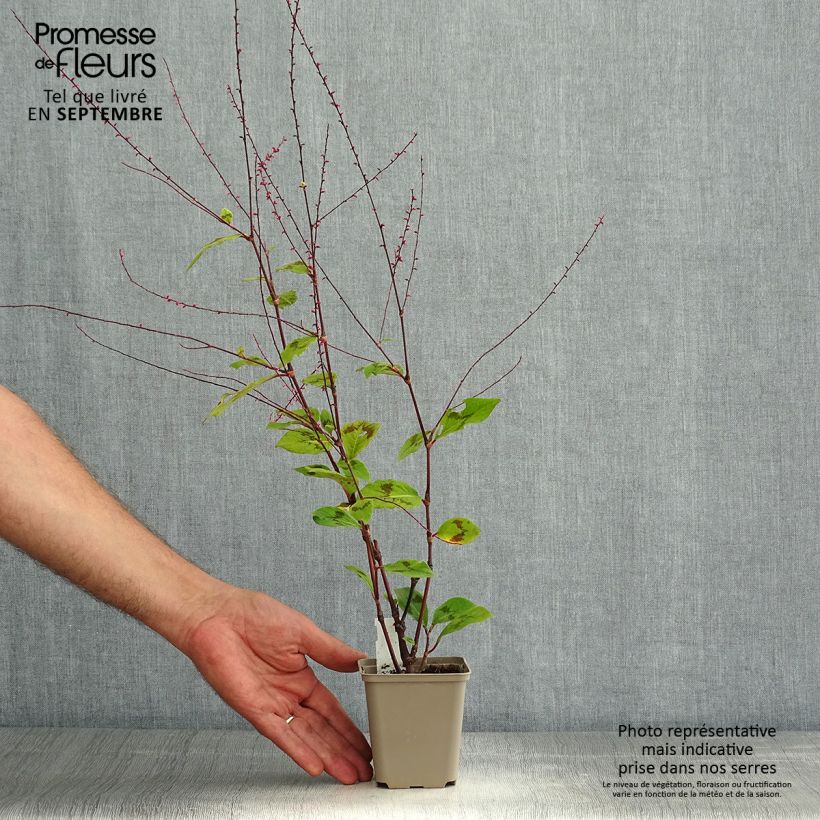 Amostra de Persicaria virginiana var. filiformis Vaso de 8/9 cm tal como entregue no verão
