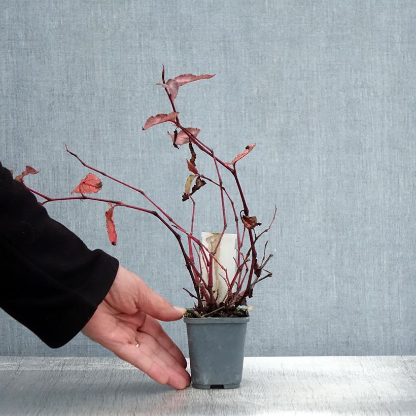 Amostra de Persicaria microcephala Red Dragon Vaso de 8/9 cm tal como entregue no outono