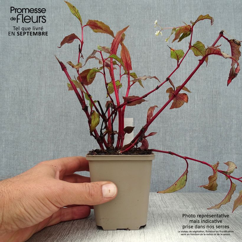 Amostra de Persicaria microcephala Red Dragon Vaso de 8/9 cm tal como entregue no verão