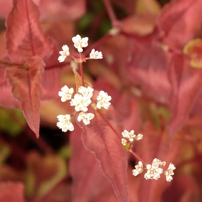 Persicaria microcephala Red Dragon (Folhagem)